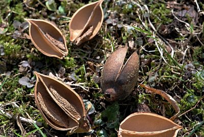 Paulownia tomentosa -paulovnie plstnatá - části plodů